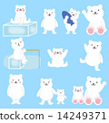 Polar bear 14249371