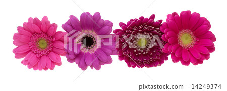 雛菊 雛菊 14249374