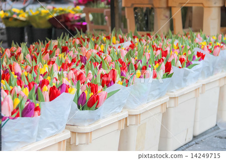 Sale of tulips in the Dutch market. 14249715