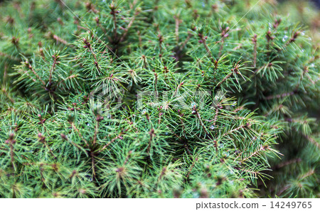 Evergreen juniper branches Evergreen juniper branches 14249765