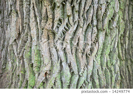 Close up of the tree bark with green moss 14249774