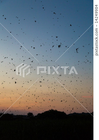 燕子的入口和日落天空 14249984