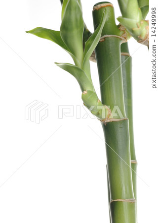 Macro nature bamboo Macro nature bamboo 14249998