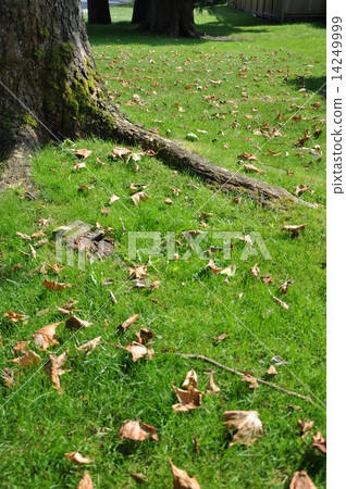 The root of the tree in the green grass The root of the tree in the green grass 14249999