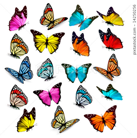 Big collection of colorful butterflies. Vector Big collection of colorful butterflies. Vector 14250256