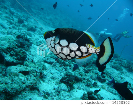 巨大但懦弱的Mongara Kawahagi 巨大但懦弱的Mongara Kawahagi 14250502