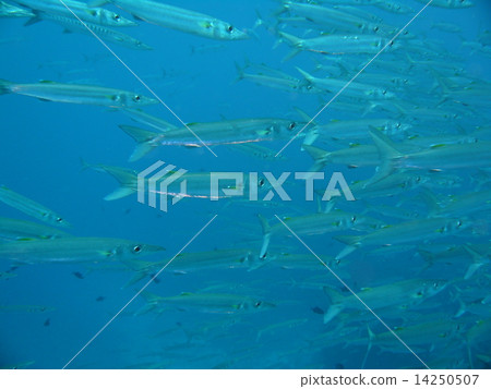 卡馬斯部落 卡馬斯部落 14250507