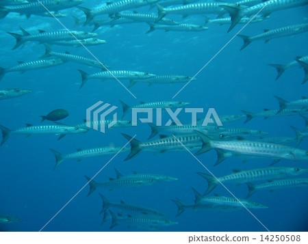 帕勞海覆蓋著梭魚 帕勞海覆蓋著梭魚 14250508