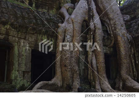 Tree Root 1 14250605