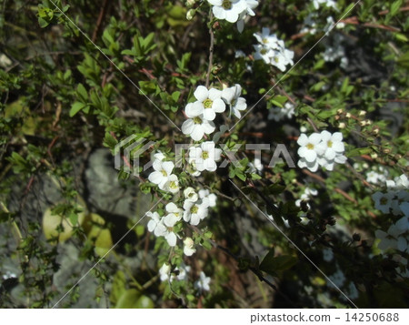 White white flower like snow White flower of Yukiyanagi White white flower like snow White flower of Yukiyanagi 14250688