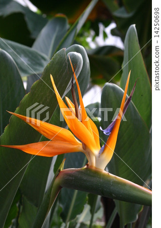 Strelitia Paradise bird flower 14250698