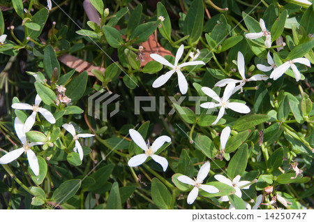 White clematis White clematis 14250747