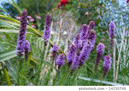 Flower of Reatris Flower of Reatris 14250748