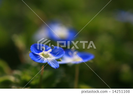 Persian speedwell 14251108