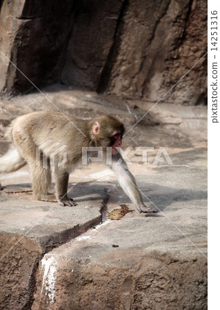 Japanese macaques Japanese macaques 14251316