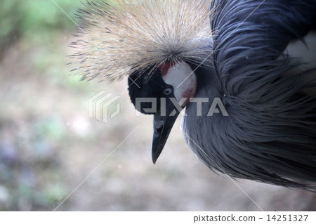 White-crowned crane 14251327