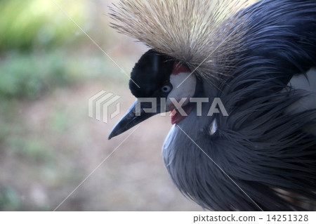 White-crowned crane 14251328
