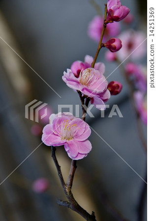 Pink plum blossoms Pink plum blossoms 14251369