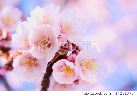 Atami cherry tree Atami cherry tree 14251376