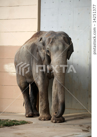 Asian elephant Asian elephant 14251377