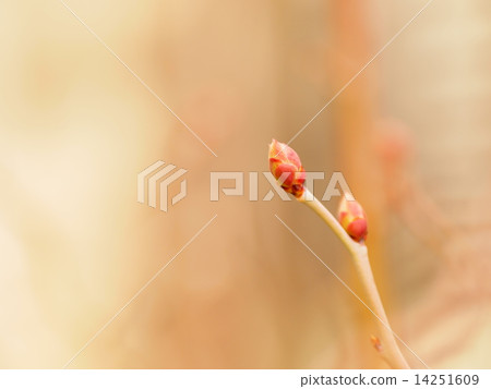 Blueberry sprouts 14251609