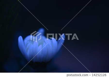 小花 小花 14252126
