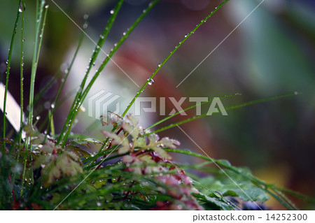 Water drops after rain Water drops after rain 14252300