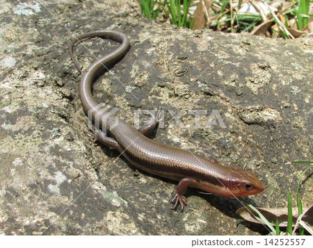 東ni Hondo蜥蜴 東ni Hondo蜥蜴 14252557