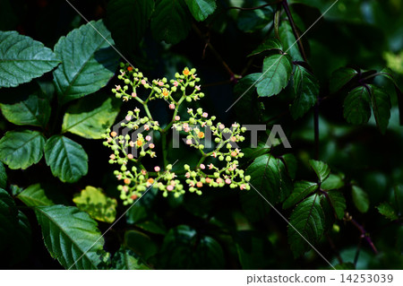 Yellow flower flower 14253039