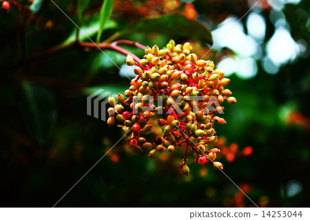 Fruit of coral roe Fruit of coral roe 14253044