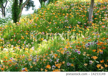 Colorful lilies gathering on the slopes of sunken leaves (colorless lily of sleeping garden) Colorful lilies gathering on the slopes of sunken leaves (colorless lily of sleeping garden) 14253149