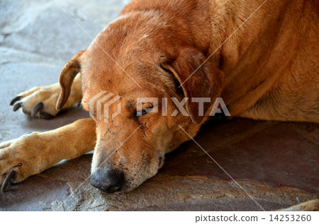 流浪狗在泰國 流浪狗在泰國 14253260