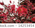梅花季節 14253454