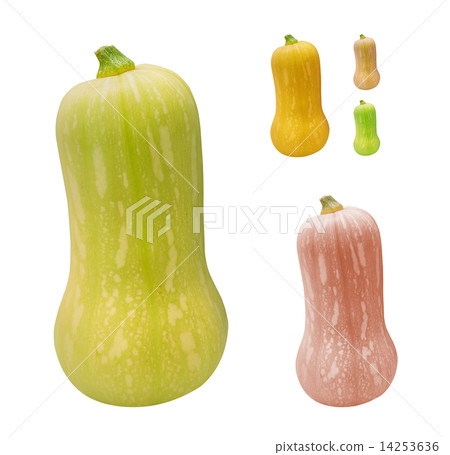 Pumpkin variations isolated Pumpkin variations isolated 14253636