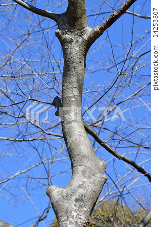 Yamabote (mountain lawman) Yamabote (mountain lawman) 14253807