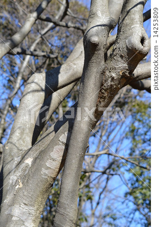 Yamabote（山地律師） 14253809