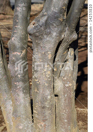 Yamabote(山地律師) Yamabote(山地律師) 14253810