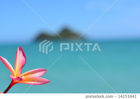  Lanikai雞蛋花 14253841