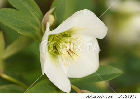 Christmas rose Christmas rose 14253975