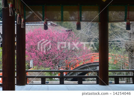 Shimogamo Shrine's Korin plum Shimogamo Shrine's Korin plum 14254046