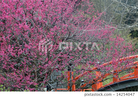 Shimogamo Shrine's Korin plum Shimogamo Shrine's Korin plum 14254047