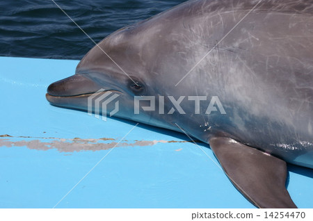 Healing dolphin 14254470