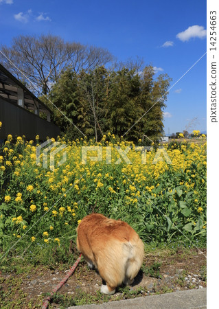 Nanohana's stuffed dandelion Nanohana's stuffed dandelion 14254663