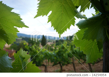 Chianti vineyard Chianti vineyard 14254954