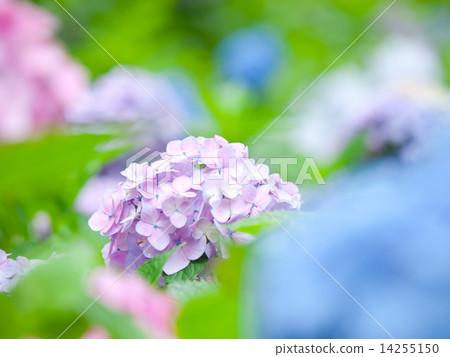 hydrangea hydrangea 14255150
