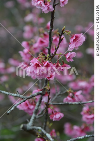 Cherry Blossoms Cherry Blossoms 14255166