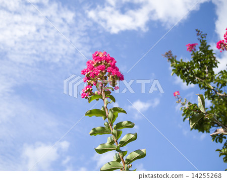 藍天和紅色縐紗紅色 藍天和紅色縐紗紅色 14255268