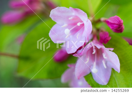 Valley Up flower flowers 14255269