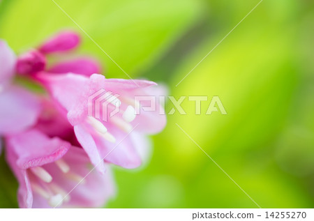 Valley Up flower flowers Valley Up flower flowers 14255270