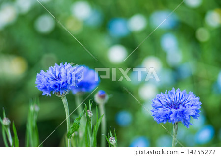 矢車菊 14255272